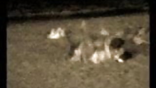 शरारती बेब जगाया के साथ अतिथि के साथ एक मिनेट और दिया खुद को एक शैग