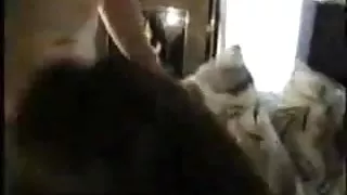 काले बाल वाली बनाया के आदमी एक सुबह और दिया के गुदा में के रसोई